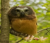 JuvenileSaw Whet003